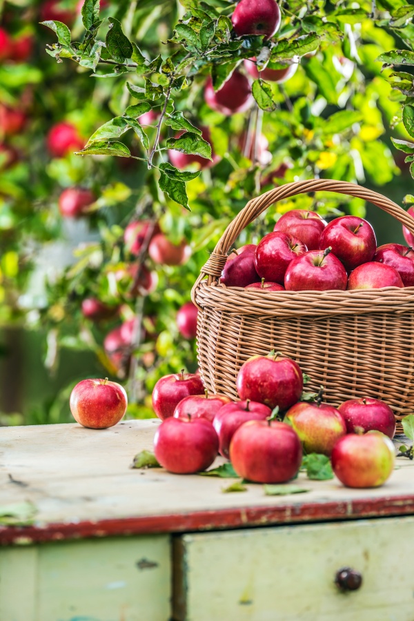 Fresh ripe red apples in wooden basket on garden table.