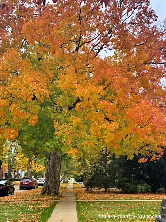 Fall Colors in Historic District of Lake Geneva, Wisconsin