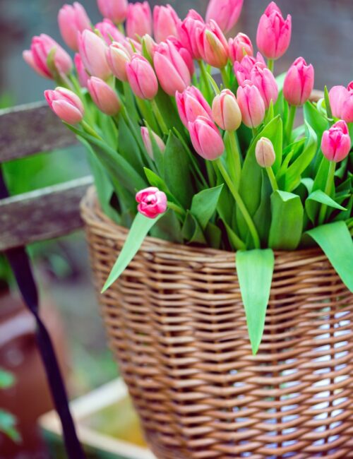 basket with huge bouquet of pink tulips