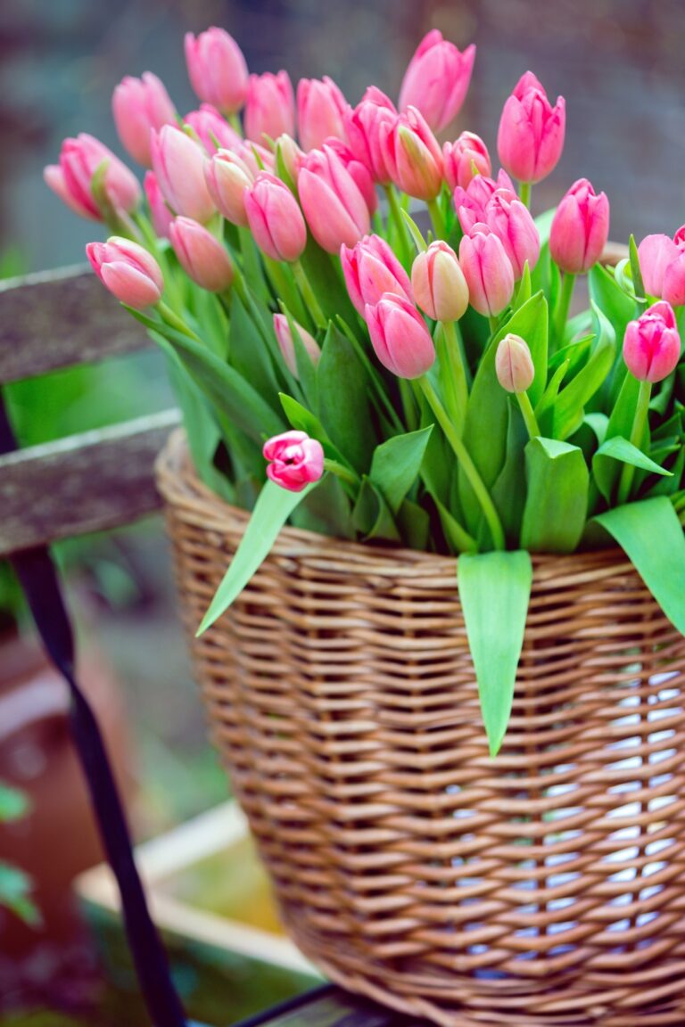 basket with huge bouquet of pink tulips