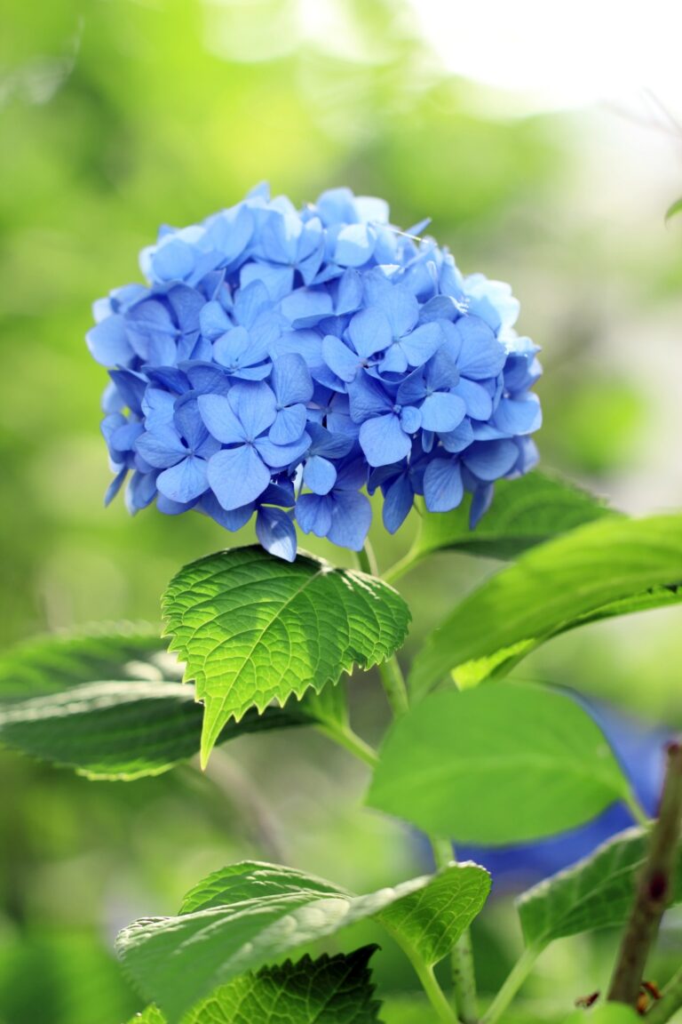 Beautiful blue hydrangea bloom in the garden