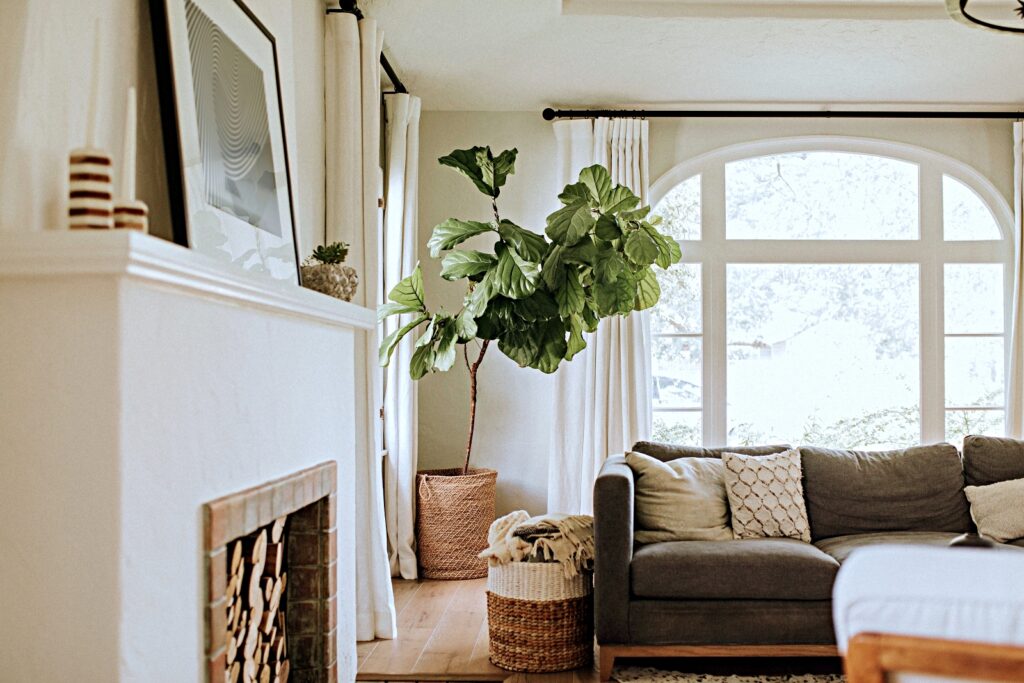 Minimalist living room with white fireplace and fiddle leaf fig