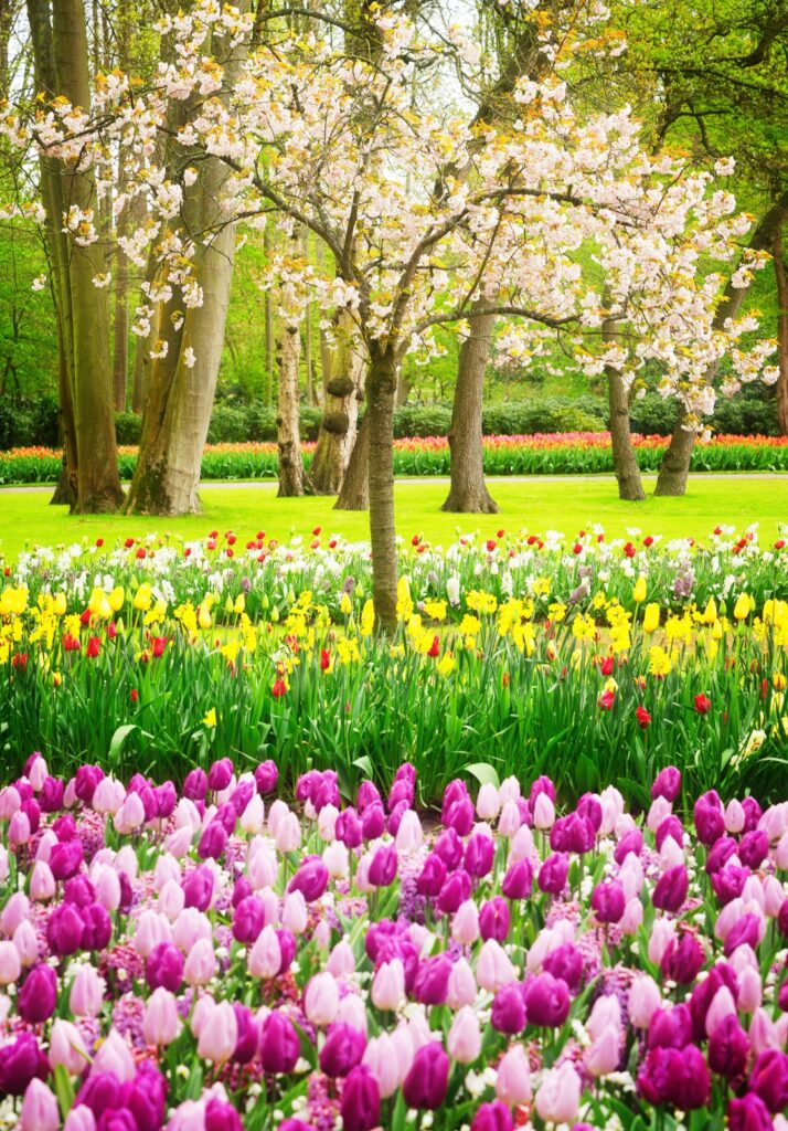 Colorful Blooming cherry tree and tulips in spring garden
