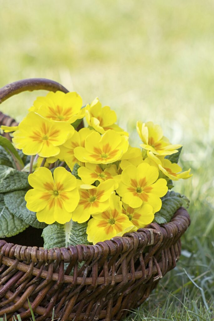 Yellow Primrose in Handled Basket