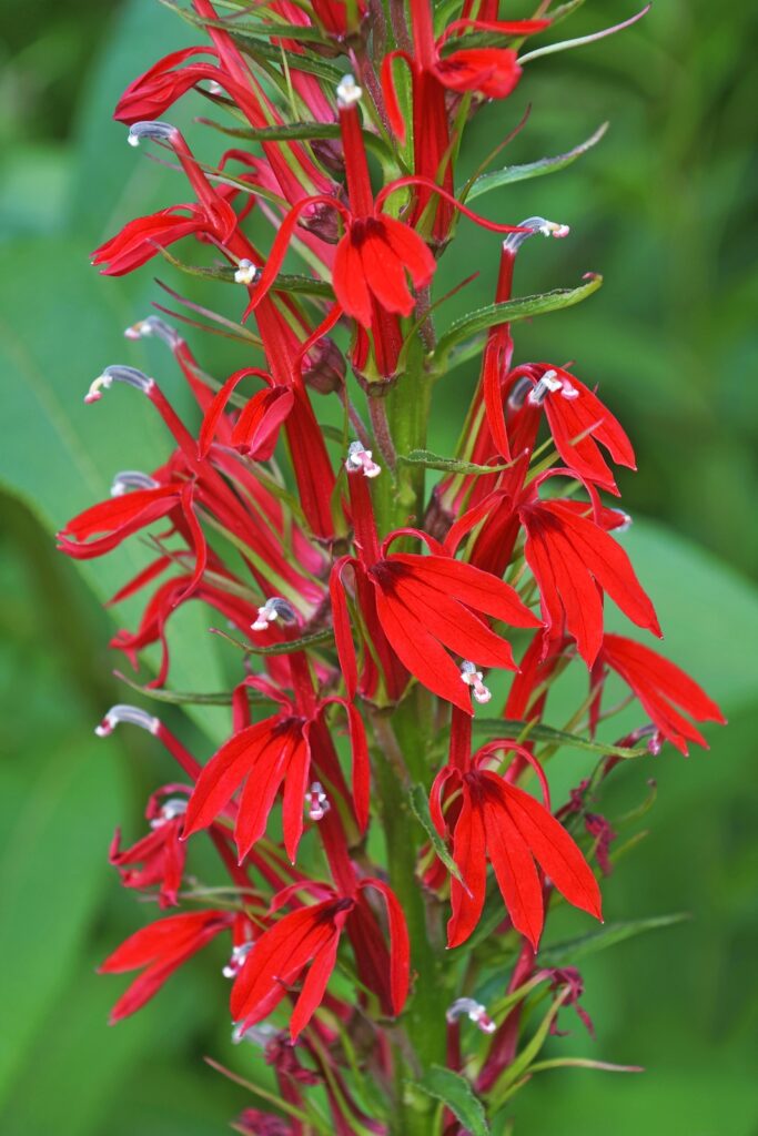 Cardinal flower (Lobelia cardinalis).