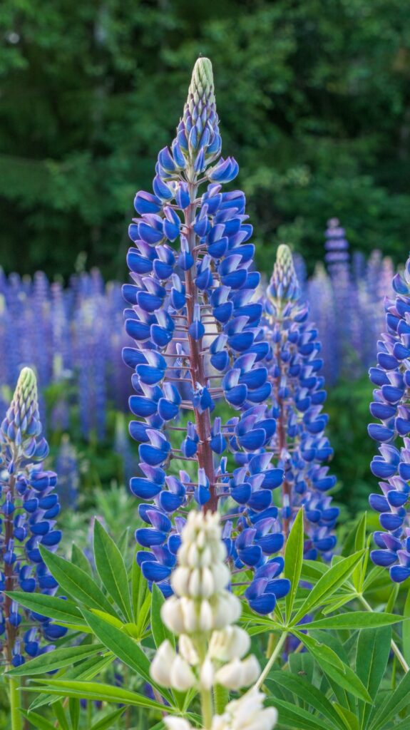 A field of blooming lupine flowers