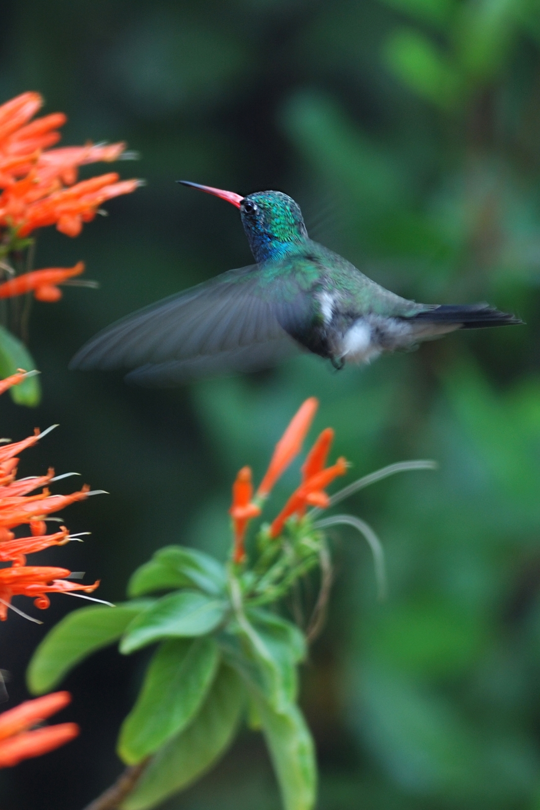 Hummingbird Garden: Top 10 Flower Choices