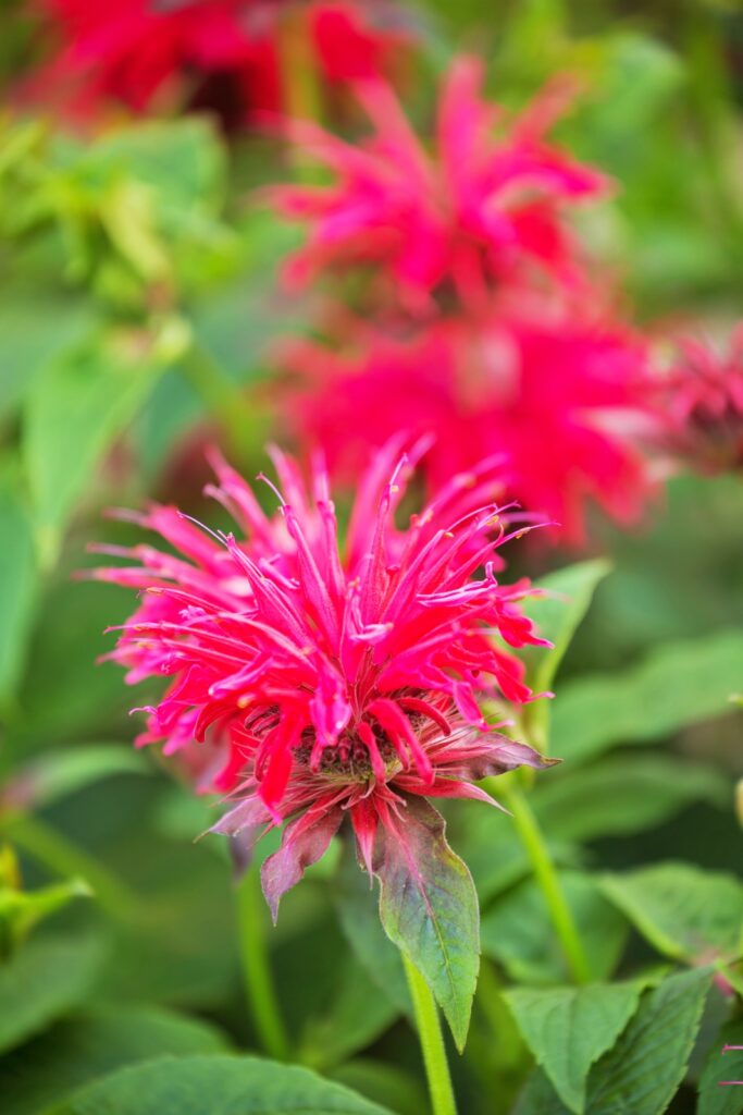 Red Bee Balm Flower for Attracting Bees and Hummingbirds