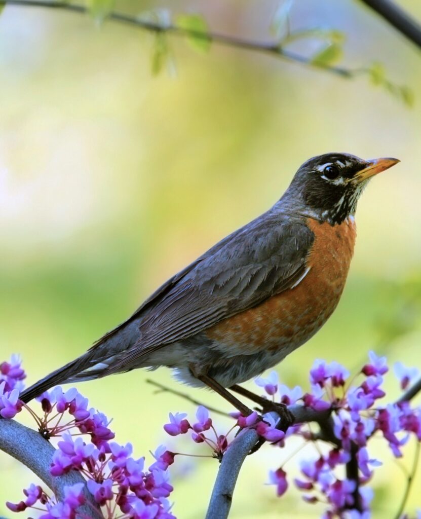 American robin in flowering spring tree