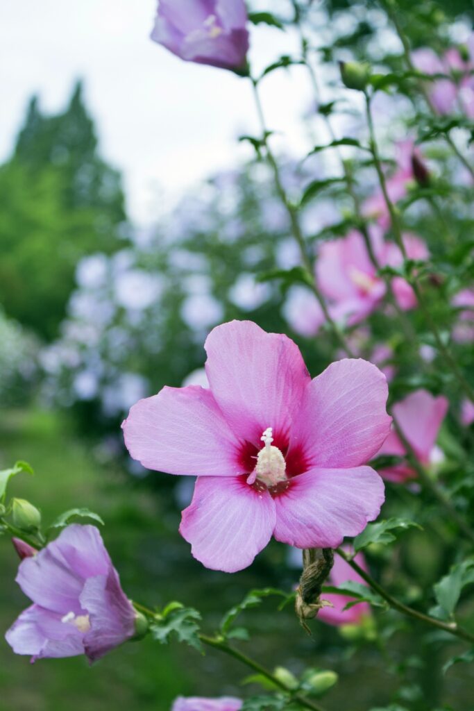 Rose of Sharon bush with prolific blooms