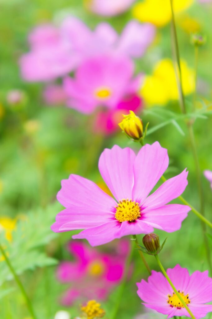 A Field of Cosmos Flowers