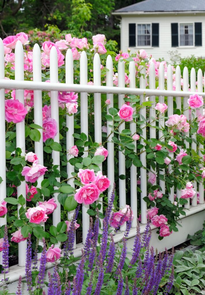 White picket fence with pink heirloom roses and lavender salvia