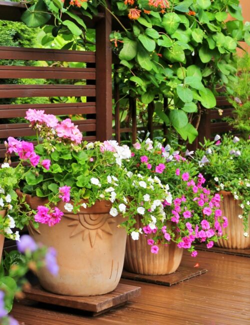 Fresh flowers in clay pots on wooden summer terrace