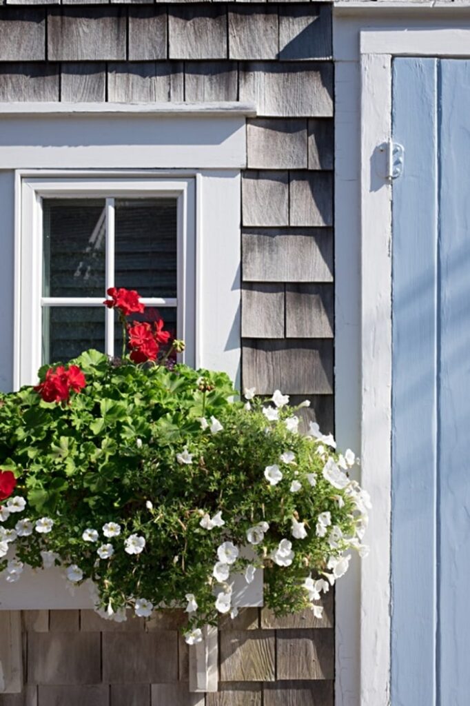 Window Box Ideas for Flowers and Plants