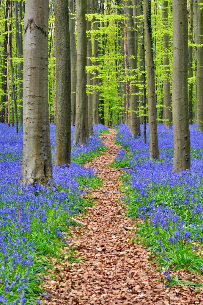 Spring Trail in the Forest