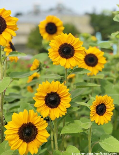 Sunflowers in the Garden Bed