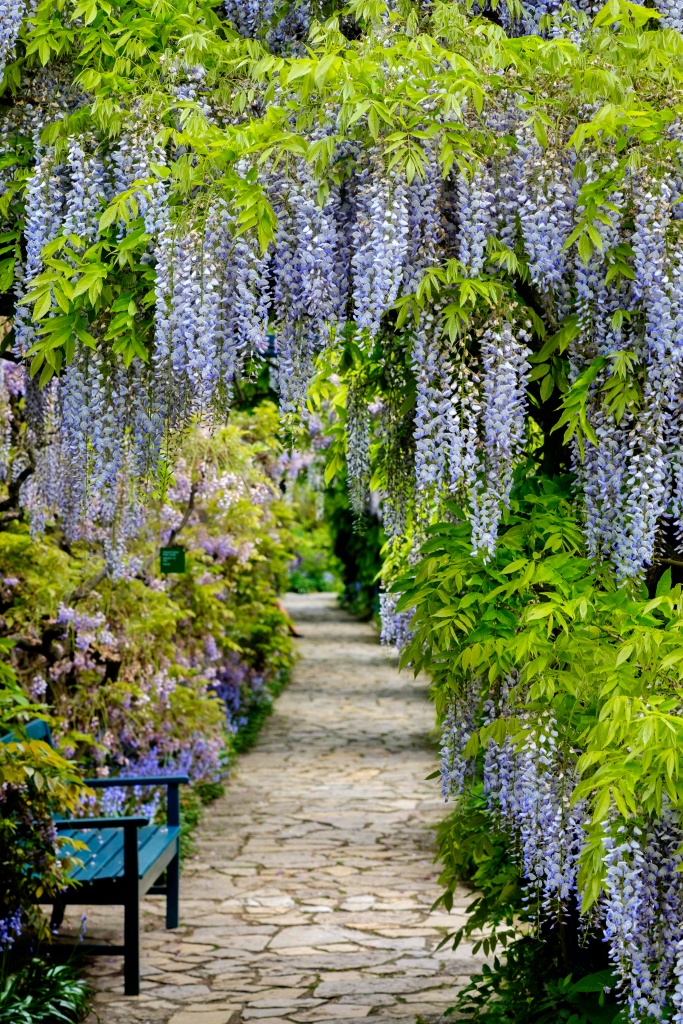 Path under a wisteria canopy