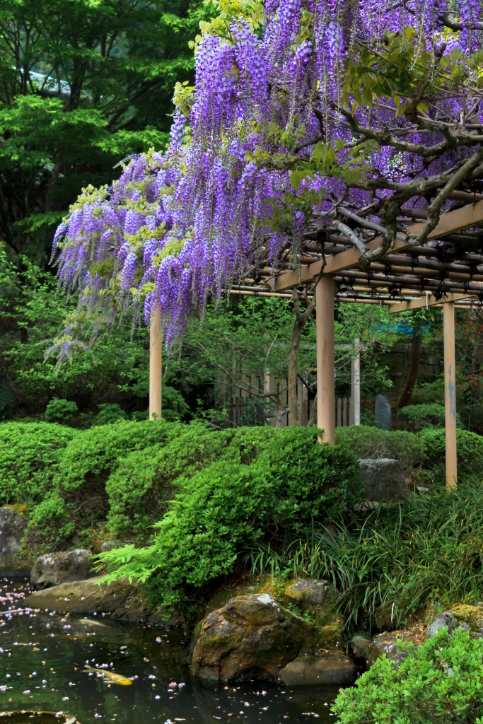 Blooming wisteria by a koi pond
