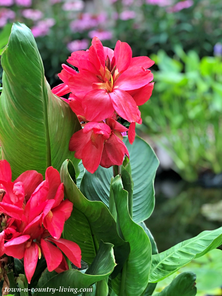 Red Canna Lily in Backyard Pond