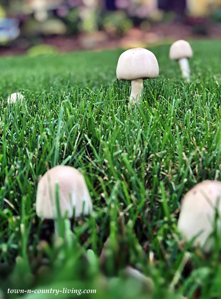 White Edible Mushrooms in the Yard