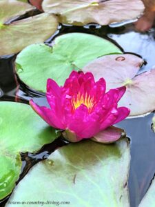 My Pond Plants and Other Random Stuff - Town & Country Living