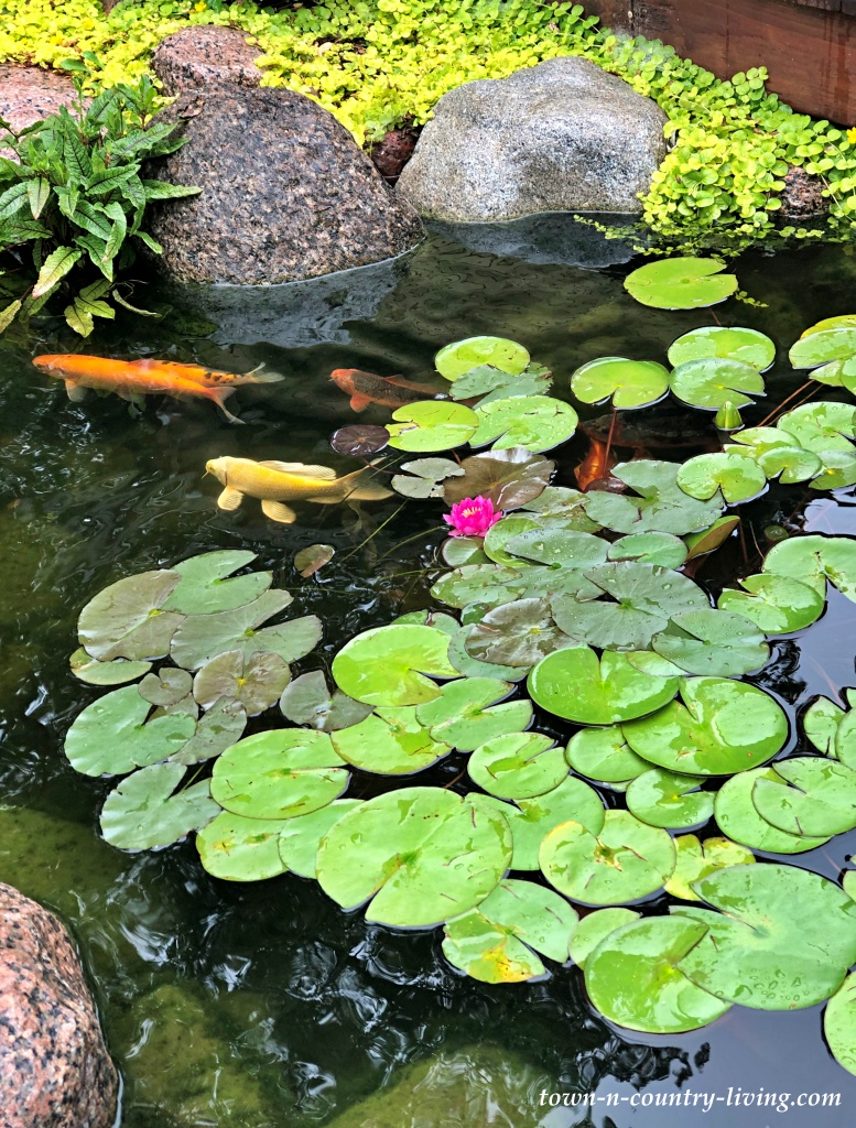 Koi Pond with Lily Pads at the End of Summer
