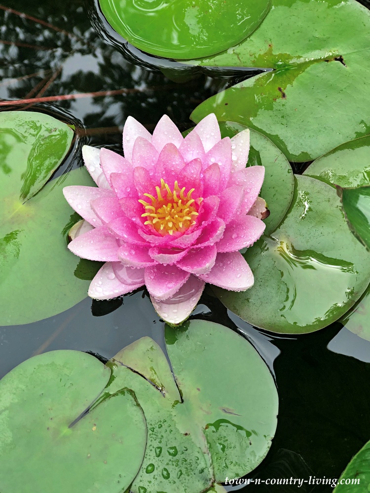 Madame Wilfron Gonnere waterlily in backyard fish pond