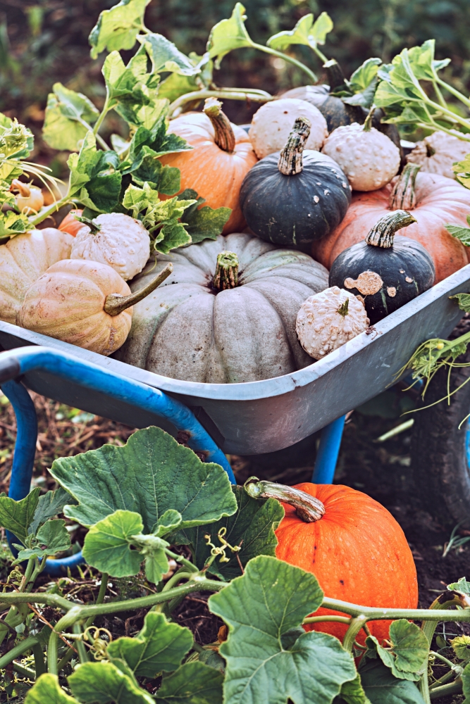Wheelbarrow filled with autumn gourds