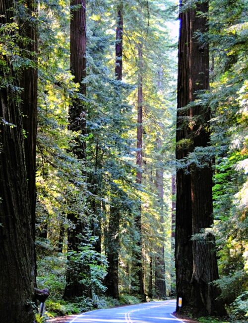 Avenue of the Giants through the redwood forest in northern California