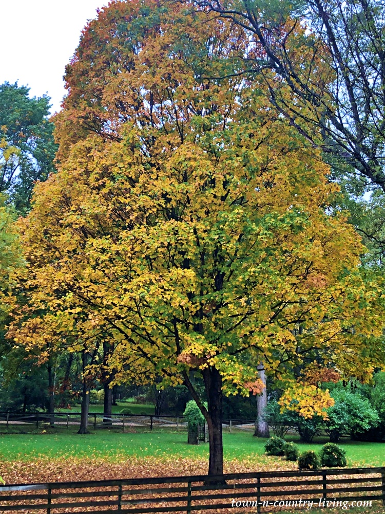 Maple Tree in the Fall