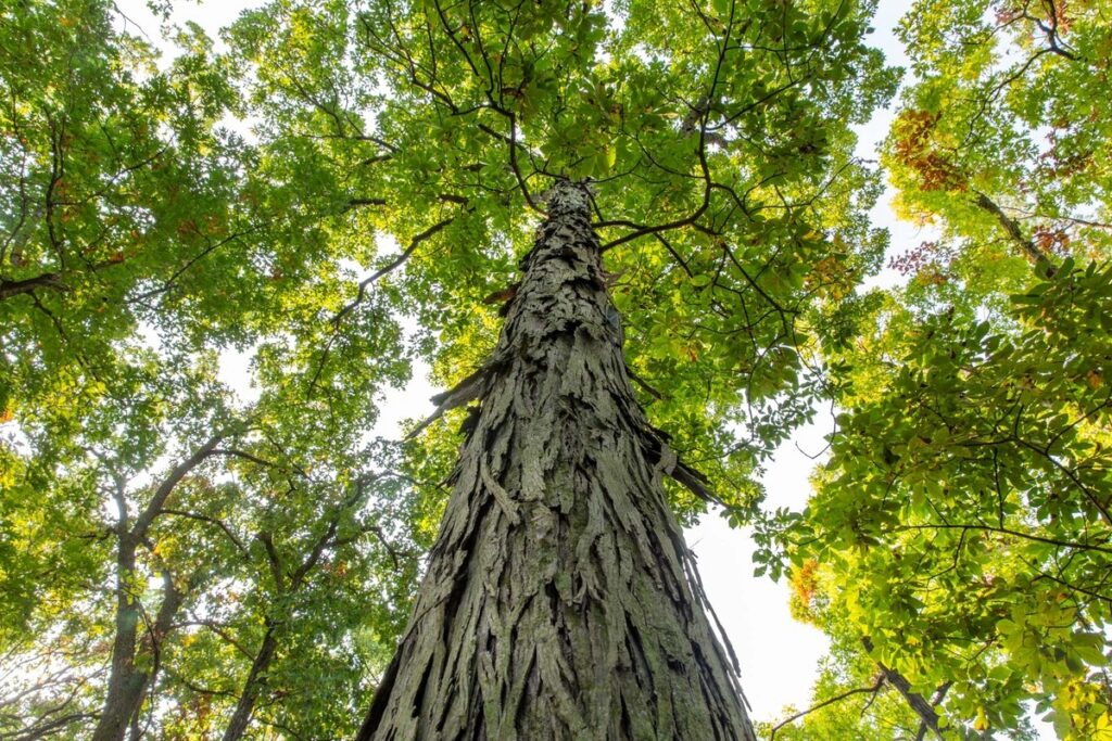 Shagbark Hickory Tree Canopy