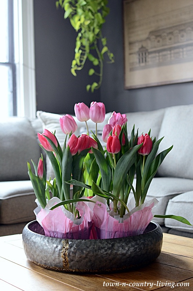 Pink tulips in a dark gray living room