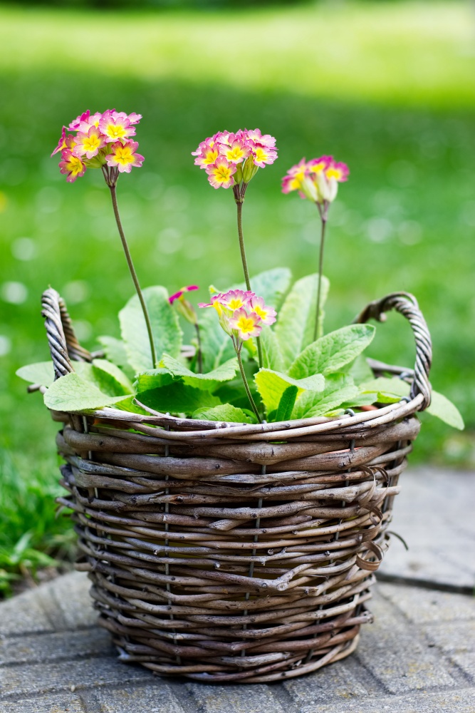 Blooming primrose in a wicker basket. 