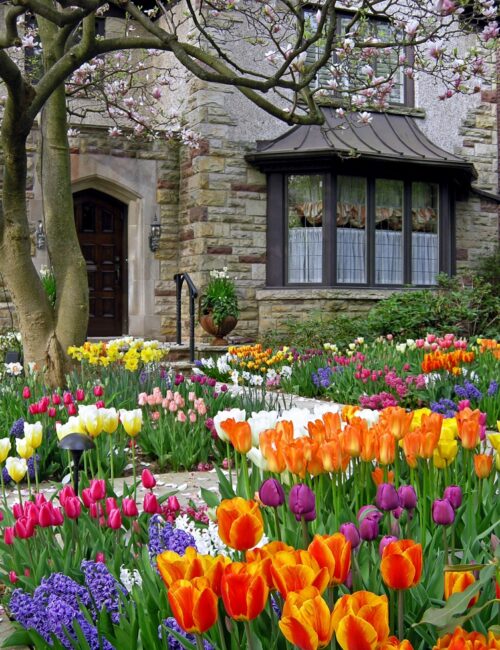 Front yard tulip garden
