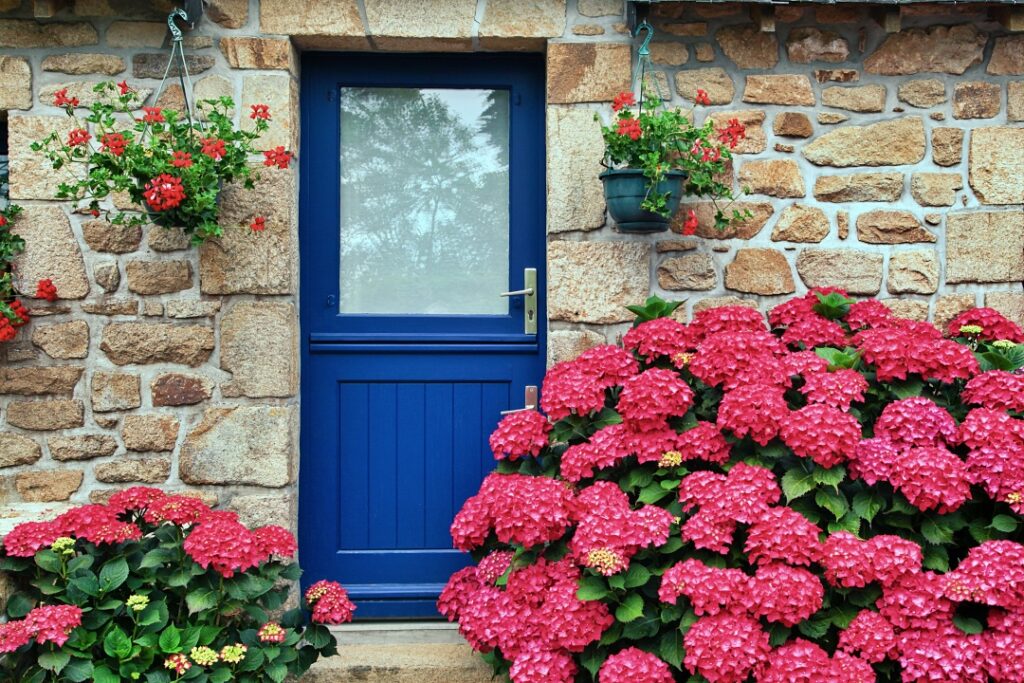 Exterior beautiful detail of a stone cottage with blue colour door and bright pink hortensia hydrangea.
