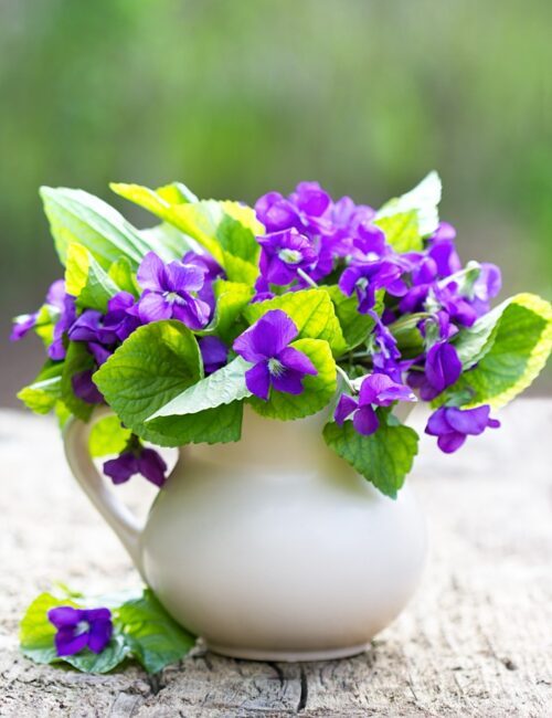 Violets in white pitcher