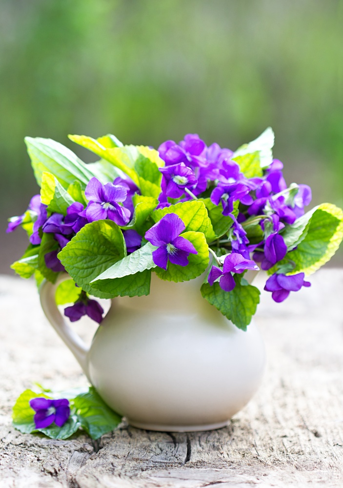 Violets in white pitcher
