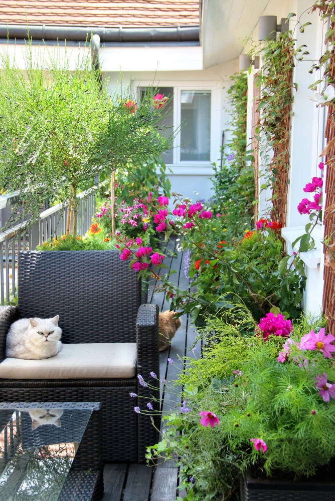 Balcony terrace in summer with flowers and cats