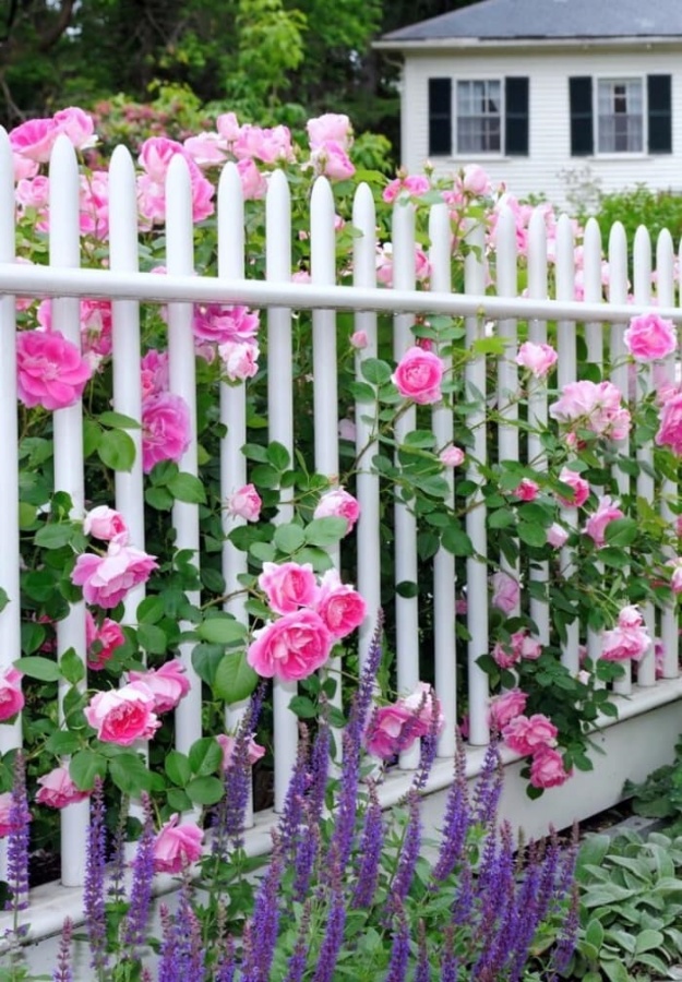 Cottage garden with pink roses