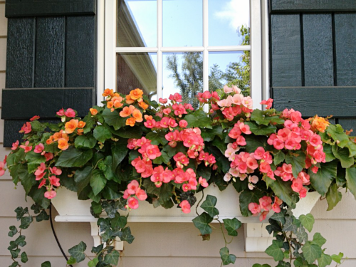 Let’s Talk Colorful Flower Boxes: Easy Gardening