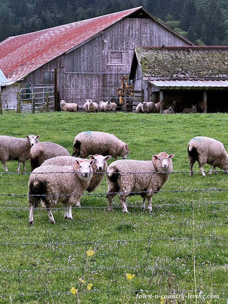 Sheep grazing in a northern California field - visiting Ferndale