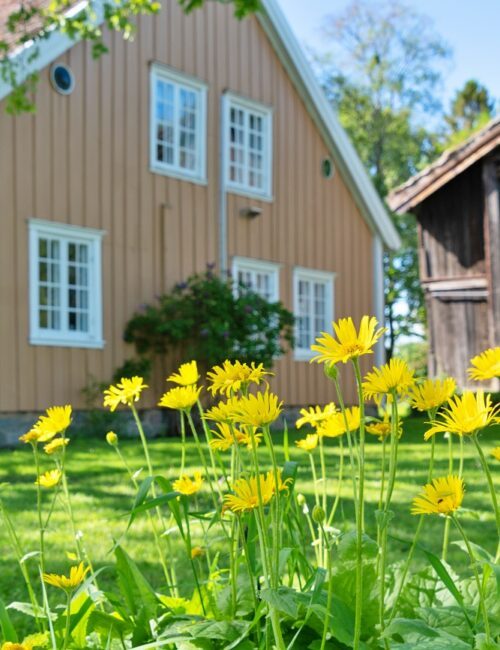 Yellow flowers on a summer day emphasize the tranquility of this farmhouse setting.