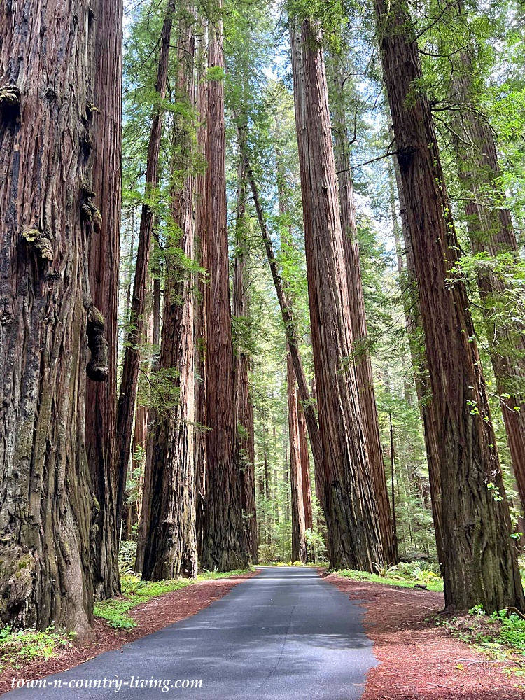 Avenue of the Giants - Redwood Forest