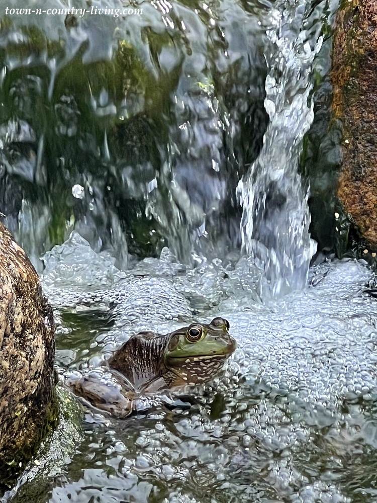 Frog in a waterfall