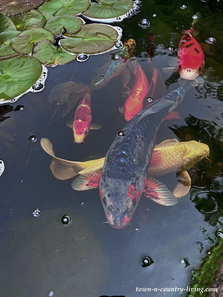Koi fish in a backyard pond