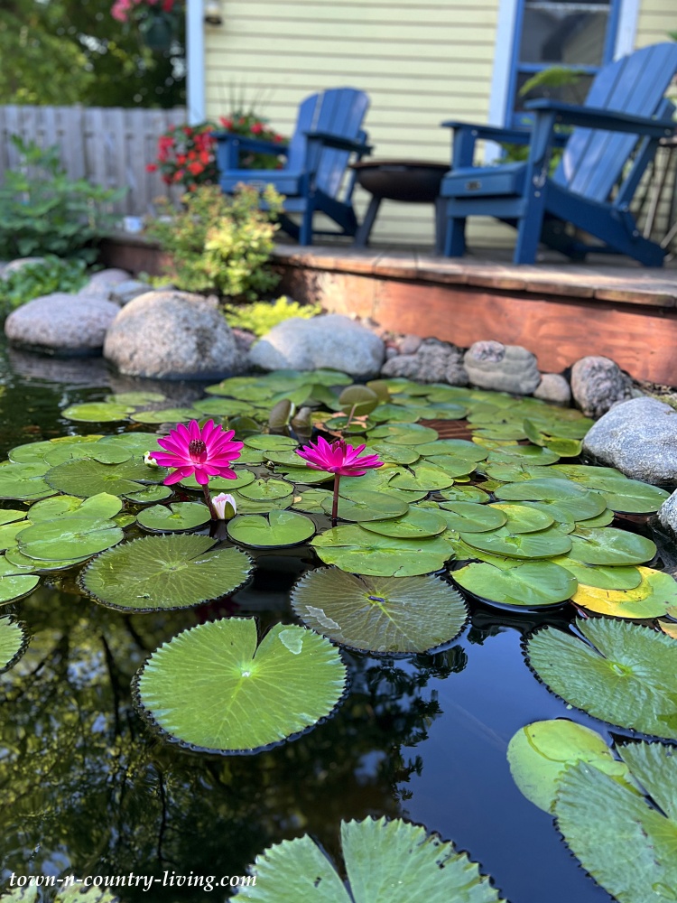 Backyard deck next to a water garden with waterlilies
