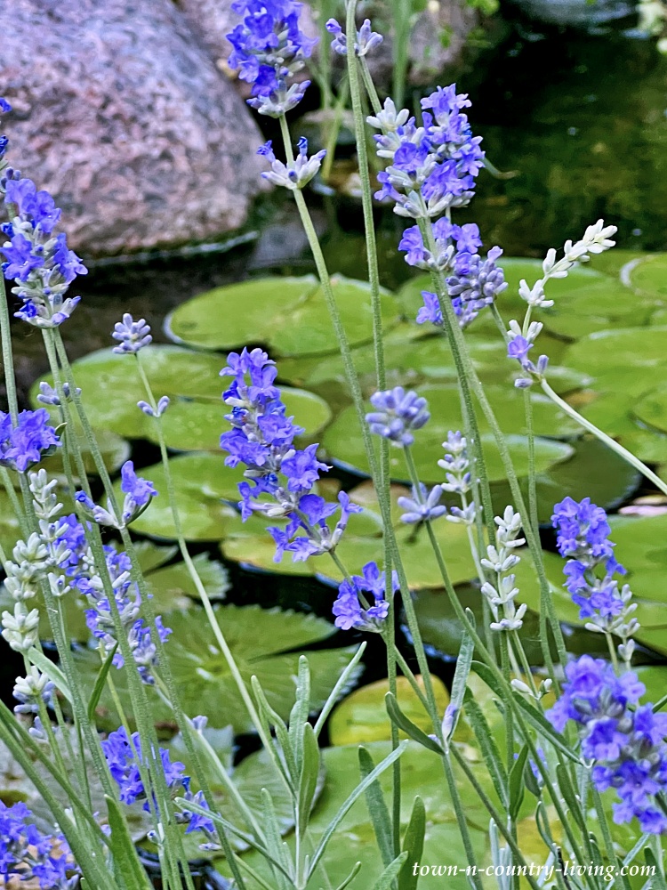 Lavender planted next to a pond