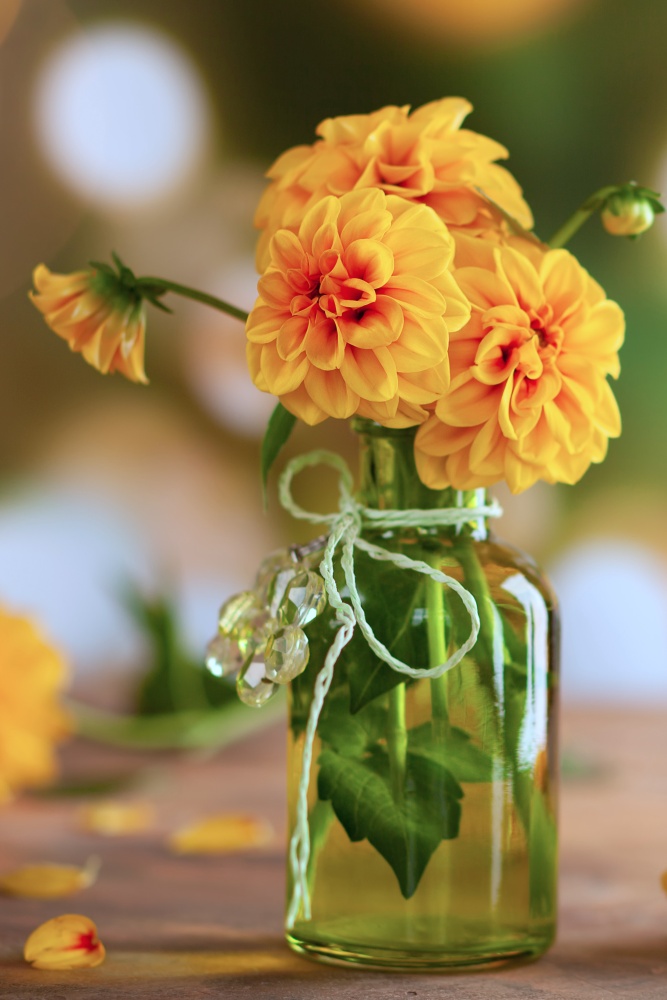 Yellow dahlias in clear vase with ribbon