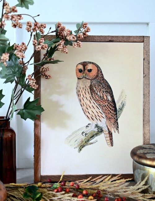 Vintage Owl Art