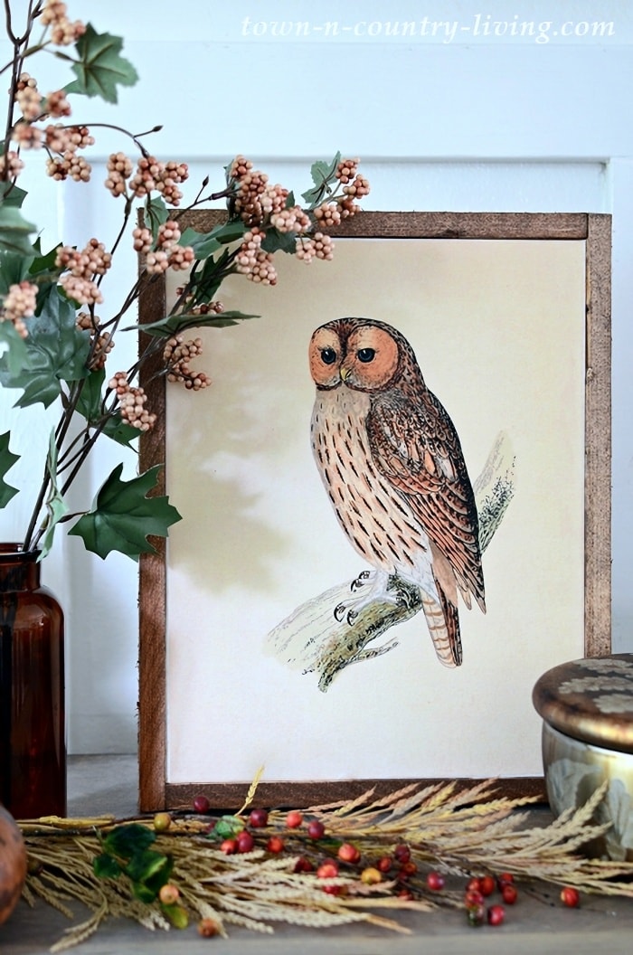 Vintage Owl Art: Style Showcase #150